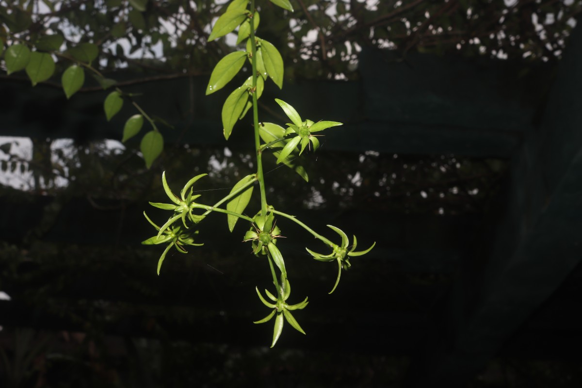 Pereskia aculeata Mill.